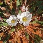 Eulobus californicus Flower