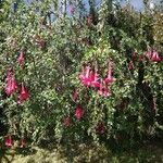 Cantua buxifolia Floare