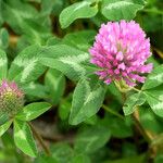 Trifolium pratense आदत