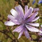 Lactuca macrophylla Fleur