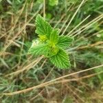 Lippia javanica Лист