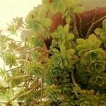 Aeonium haworthiiList