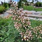 Nandina domesticaKvet