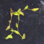 Lemna trisulca Hoja