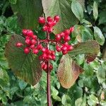 Viburnum lantanoidesFrutto