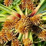 Cyperus ligularis Fruto