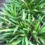 Guzmania lingulata List