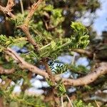 Acacia tortilis Bark