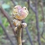 Ribes nigrum Leaf