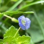 Veronica persica Blomma