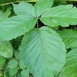 Rubus nessensis Leaf