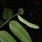 Qualea rosea Hoja