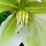 Helleborus niger Bloem