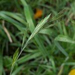 Bromus catharticus Frukt