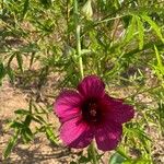 Hibiscus cannabinusKukka