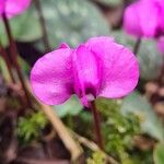 Cyclamen coum Цветок