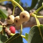 Ficus salicifolia Frucht