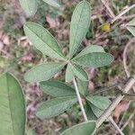 Crotalaria grahamiana 葉