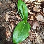 Platanthera bifolia ഇല