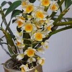 Dendrobium thyrsiflorum Flor