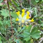 Anthyllis vulneraria Hábito