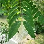 Ailanthus altissima Lehti