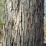 Carya ovata Bark