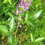 Desmodium intortum Habitus