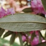 Rhododendron argyrophyllum Leaf