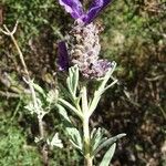 Lavandula stoechas Sonstige