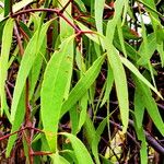 Eucalyptus sideroxylon List