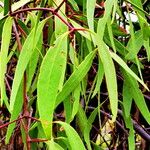 Eucalyptus sideroxylon Levél