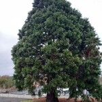 Sequoiadendron giganteum Habit