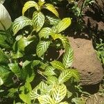 Sanchezia nobilis Folha
