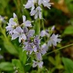 Veronica officinalisFlor