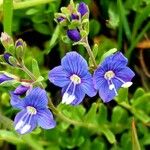 Veronica fruticans Fiore