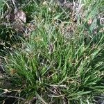 Carex capillaris Λουλούδι