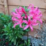 Nerine undulata Flower