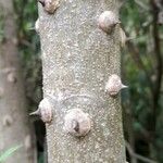Zanthoxylum coco Corteza