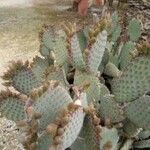 Opuntia basilaris 葉