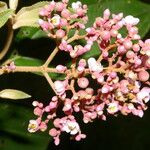 Miconia xalapensis Kvet