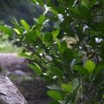 Artocarpus integer 葉