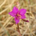 Talinum portulacifolium Flower