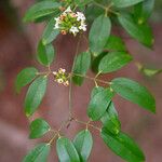 Jasminum didymum Costuma