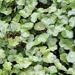 Hydrocotyle ranunculoides Leaf