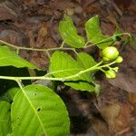 Cynophalla amplissima Fruit