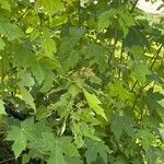 Acer × freemaniiFeuille
