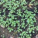 Amaranthus blitum Fulla