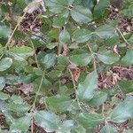 Garrya elliptica Yaprak