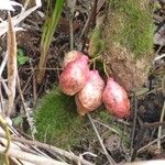Syzygium cordemoyi Fruto